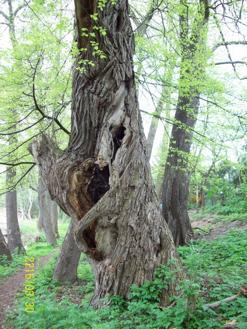 100_0947 (480x640).jpg