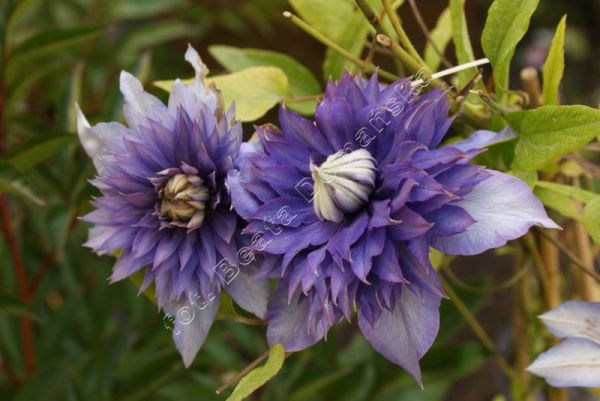 Clematis  'Multi Blue' (2) kts.jpg