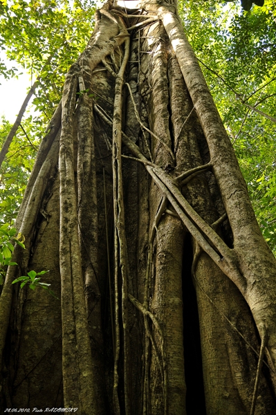 GIGANT1.jpg