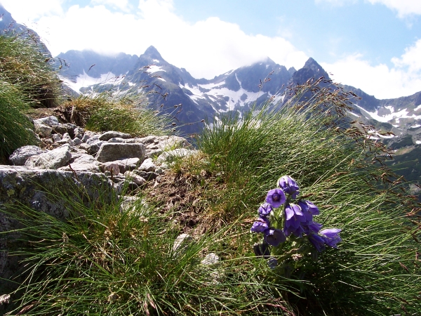 tatry-dzwonkiA.jpg