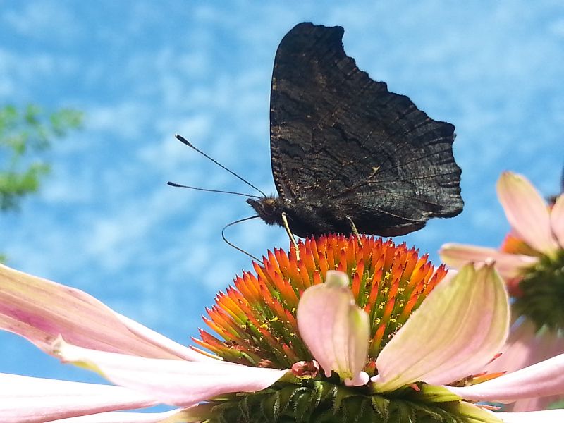 motyl Domańska Beata.jpg