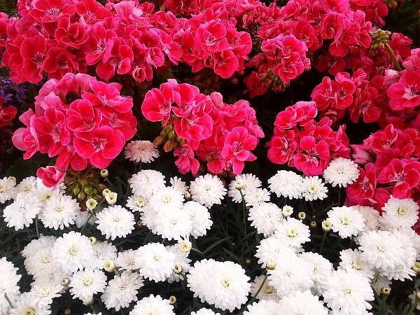 pelargonia.jpg