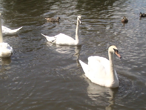 DSC00050-1.JPG