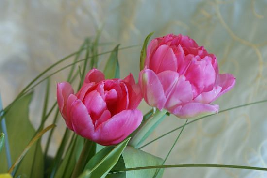 tulipan2.jpg