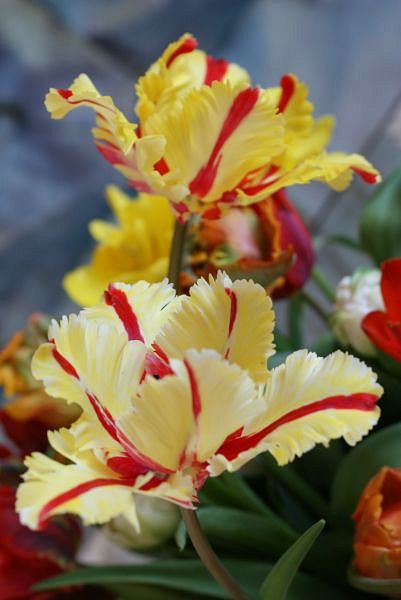 tulipan3.jpg