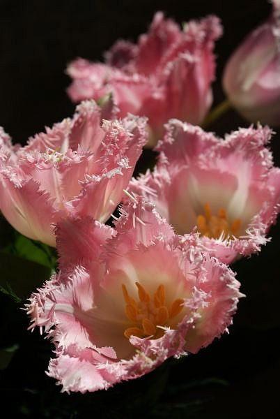 tulipan4.jpg