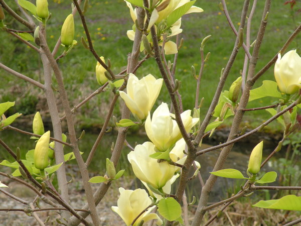 Radzanów 061.jpg