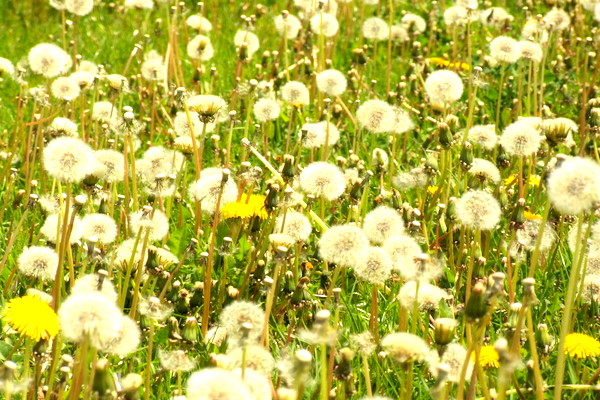 DSCF0999.JPG