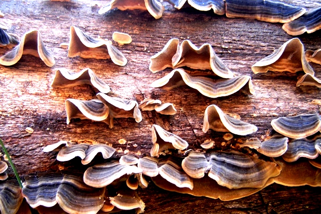 DPSCamera_0069.JPG