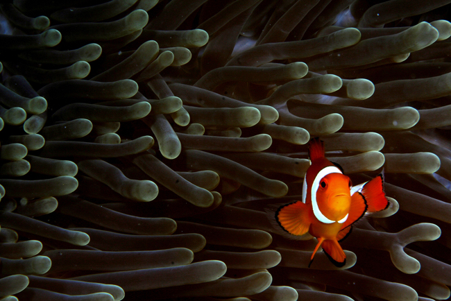 nemo galeria.jpg