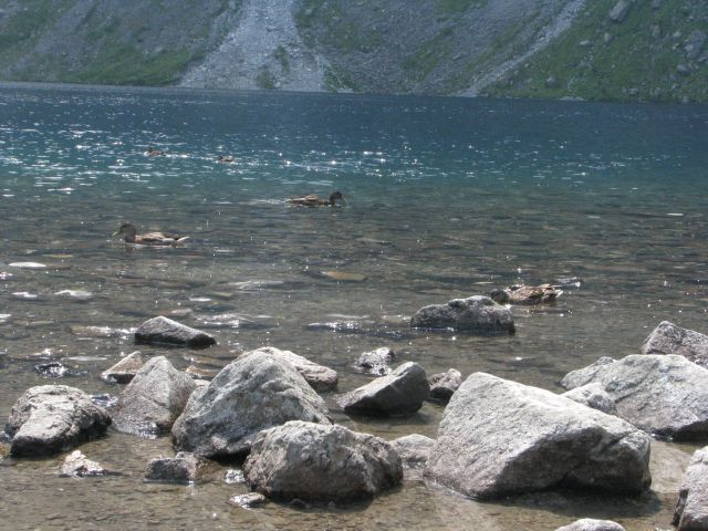zakopane 2012 Czarny Staw ...kaczki.jpg