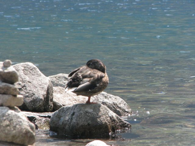 zakopane 2012 czarny staw kaczka.jpg