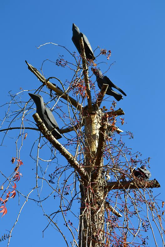 DSC_0636.JPG
