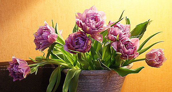 tulipany.jpg